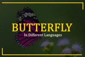 the language of butterflies wendy williams