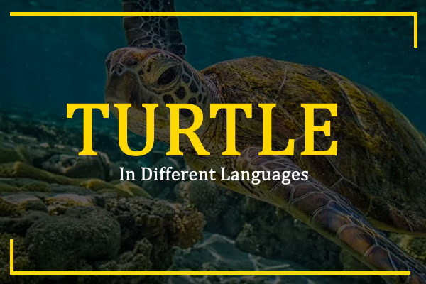 turtle-in-different-languages