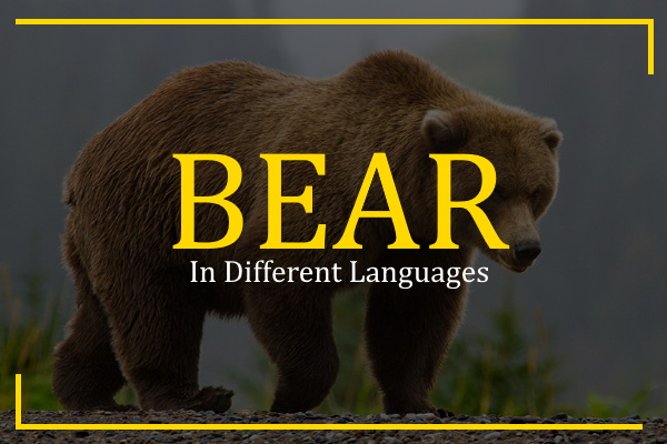 bear in different languages