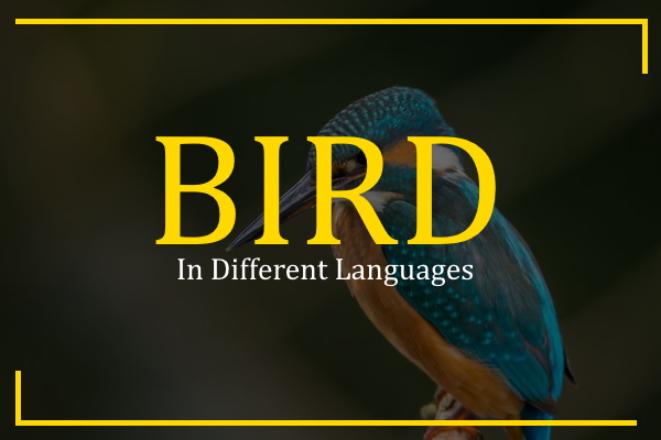bird in different languages