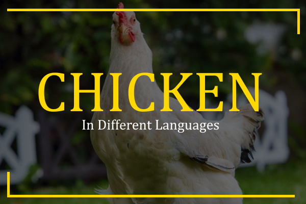 chicken in different languages