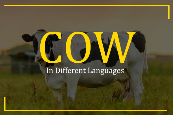 cow in different languages