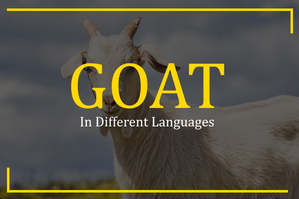 goat in different languages