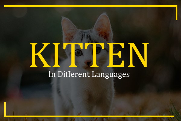 kitten in different languages