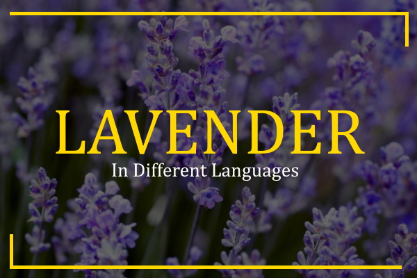 lavender in different languages