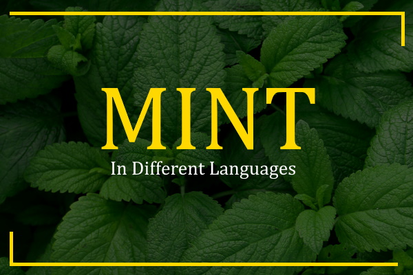 mint in different languages