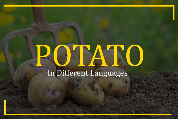 potato in different languages