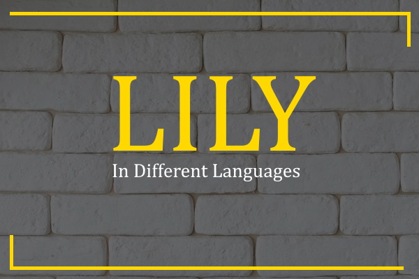 lily in different languages