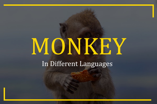 monkey in different languages