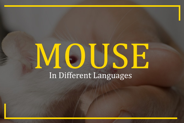 mouse in different languages