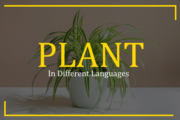 plant in different languages