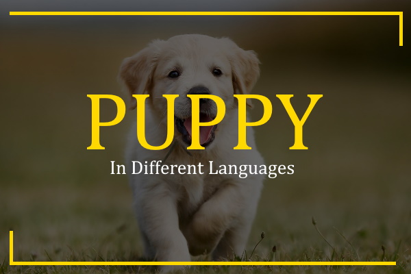 how-to-say-puppy-in-different-languages-100-ways