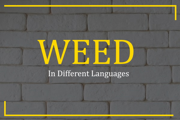 weed in different languages
