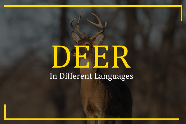 deer in different languages