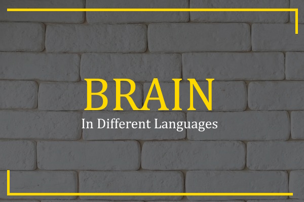 brain in different languages