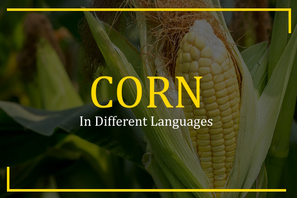 corn in different languages