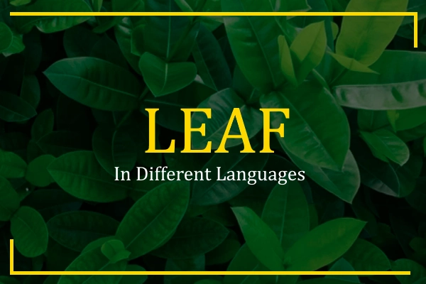 leaf in different languages