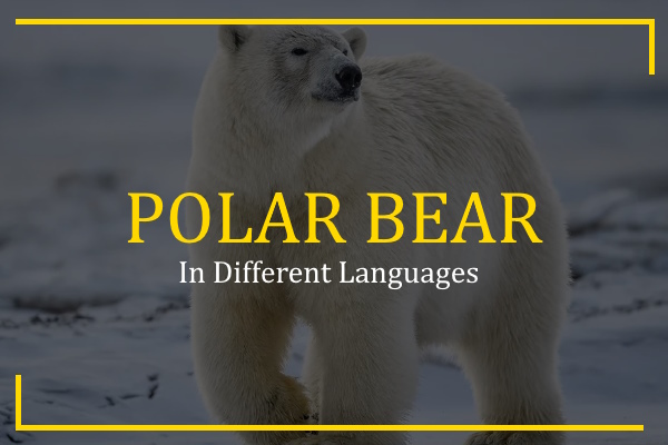 how-to-say-polar-bear-in-different-languages-100-ways