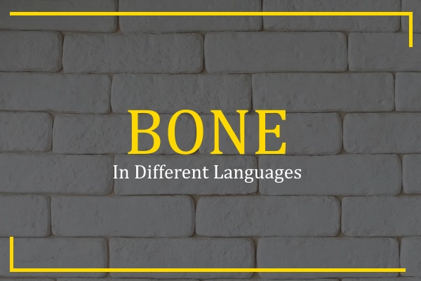 bone in different languages