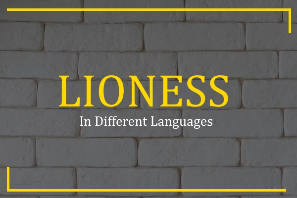 lioness in different languages